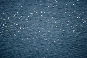 Images Dated 27th August 2005: Northern Gannets - In flight over sea - Large white seabird with long black tipped wings