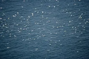 Northern Gannets - In flight over sea - Large white seabird with long black tipped wings and pointed tail - Six foot wingspan - High-diving - Noted for sudden headlong plunges after prey - Feeds on shoaling pelagic fish especially