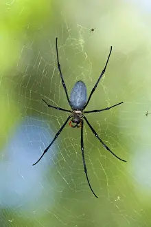 Northern / Giant Golden Orb Weaver Spider - lying in wait for prey in its huge cobweb - Queensland, Wet Tropics World Heritage Area, Australia (formerly Nephila maculata)