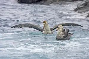 Northern Giant Petrel - After fight Royal Bay South Georgia BI007283