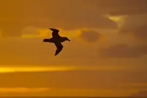 Northern Giant Petrel - In flight at Sunset South Georgia BI007288