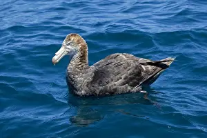 Petrels Prints: Northern Giant Petrel - on the water - offshore from Kaikoura - South Island - New Zealand