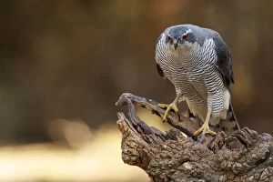 Accipiter Gentilis Gallery: Northern Goshawk - adult male perched on a branch