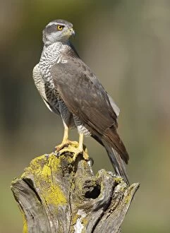 Images Dated 5th June 2013: Northern Goshawk - adult male perched on a log