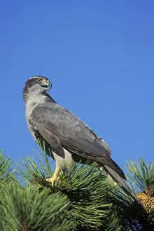 Pine Tree Prints: Northern Goshawk Colorado, USA B4417