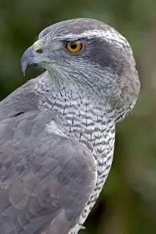 Northern Goshawk - controlled conditions - Oregon - USA