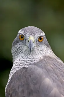 Northern Goshawk - controlled conditions - Oregon - USA