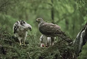Goshawks Prints: Northern Goshawk - feeding large chicks in nest
