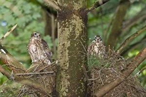 Images Dated 19th June 2008: Northern Goshawk fledgling at nest