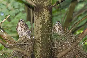 Northern Goshawk fledgling at nest - Connecticut USA - June