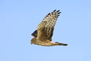 Northern Harrier - adult female in winter