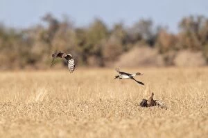 Northern Harrier in flight hunting Pintail