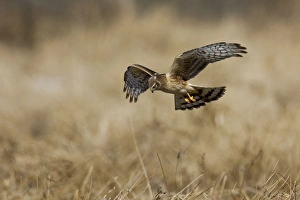 Northern Harrier - immature male in winter