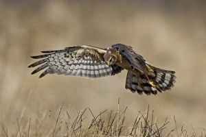 Northern Harrier - immature male in winter
