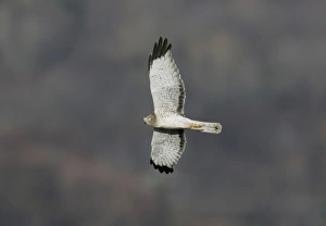 Northern Harrier / Hen Harrier - adult male Northern Harrier / Hen Harrier - adult male