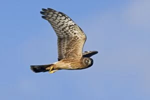 Images Dated 28th October 2007: Northern Harrier - Immature bird in migration at Cape May, NJ in October, USA
