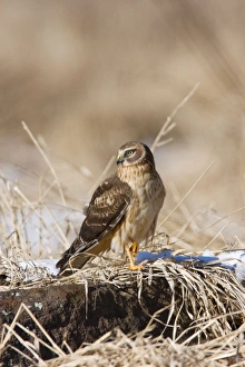 Northern Harrier - immature male in winter