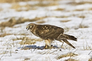 Northern Harrier - immature male in winter