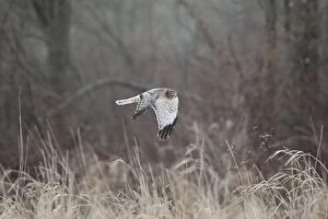 Images Dated 12th January 2010: Northern Harrier - male in flight - January - Connecticut - USA