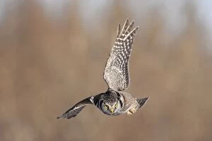 Images Dated 3rd January 2005: Northern Hawk Owl
