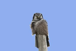 Images Dated 29th August 2008: Northern Hawk Owl