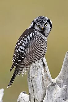 Images Dated 30th August 2008: Northern Hawk Owl