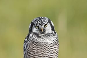 Images Dated 30th August 2008: Northern Hawk Owl