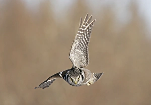 Images Dated 3rd January 2005: Northern Hawk Owl - These 16 inch tall owls often hunt in daytime for small rodents from treetops