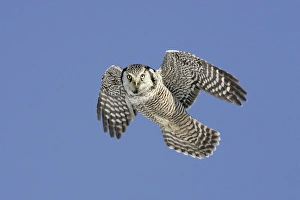 Images Dated 3rd January 2005: Northern Hawk Owl - These 16 inch tall owls often hunt in daytime for small rodents from treetops