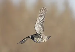 Invasion Prints: Northern Hawk Owl - These 16 inch tall owls often hunt in daytime for small rodents from treetops in open spruce