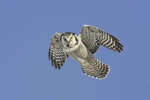 Northern Hawk Owl - These 16 inch tall owls often hunt in daytime for small rodents from treetops in open spruce and aspen woods. This one was photographed during the owl invasion winter of 2004/2005 in northern Minnesota
