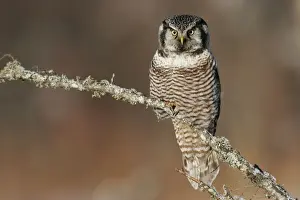 Northern Hawk Owl - These 16 inch tall owls often hunt in daytime for small rodents from treetops in open spruce and aspen woods. This one was photographed during the owl invasion winter of 2004/2005 in northern Minnesota