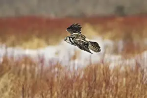 Northern Hawk Owl. These 16 inch tall owls often hunt in daytime for small rodents from treetops in open spruce and aspen woods. This one was photographed during the owl invasion winter of 2004/2005 in northern Minnesota