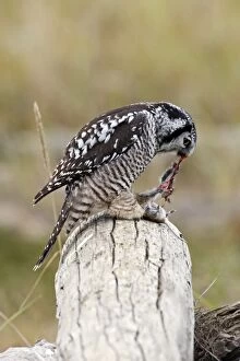 Northern Hawk Owl - eating vole prey