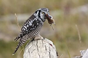 Images Dated 30th August 2008: Northern Hawk Owl - eating vole prey