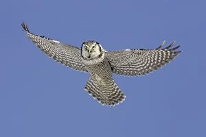 Northern Hawk Owl - flight