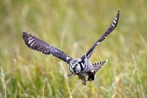 Images Dated 30th August 2008: Northern Hawk Owl - in flight