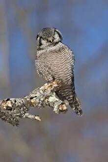 Northern Hawk Owl - on perch