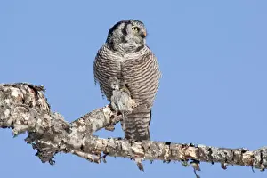 Northern Hawk Owl - on perch eating Meadow Vole - New Hampshire - USA - January