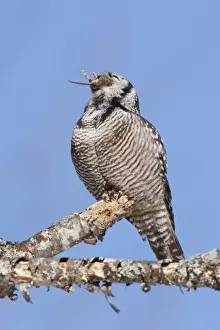 Swallowing Prints: Northern Hawk Owl - on perch eating Meadow Vole - New Hampshire - USA - January