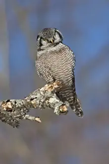 Invasion Prints: Northern Hawk Owl - on perch - New Hampshire - USA - January
