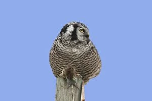 Images Dated 30th August 2008: Northern Hawk Owl - with vole prey