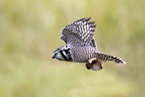 Northern Hawk Owl - with vole prey