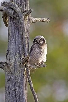 Images Dated 1st June 2014: Northern Hawk-owl young perched on branch