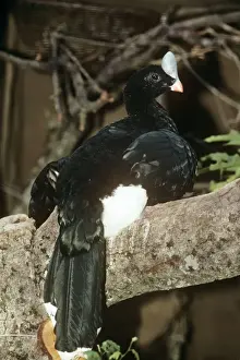 Northern Helmeted Curassow