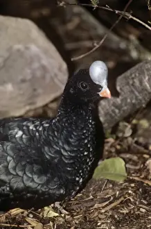 Northern Helmeted Curassow North Venezuela