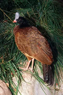 Venezuela Prints: Northern Helmeted Curassow North Venezuela
