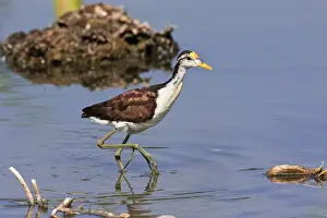 Jacanas Prints: Northern Jacana. San Blas Mexico in March