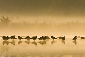 Images Dated 9th September 2006: Northern Lapwing