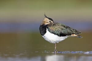 Images Dated 30th August 2005: Northern Lapwing